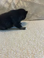 Fang, a female Pomsky for sale in San Antonio, FL – Photo 6 of 8