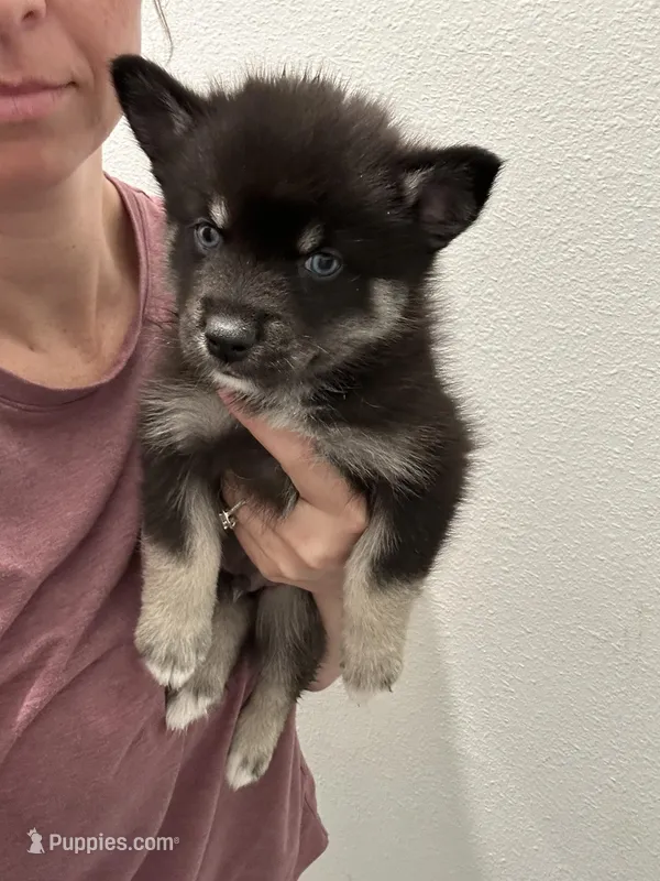 Fang Blue Eyed Mini Pomsky Boy – Pomsky puppy for sale in San Antonio, FL