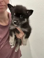 Fang Blue Eyed Mini Pomsky Boy, a male Siberian Husky and Pomsky for sale in San Antonio, FL – 9 of 10