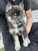 Fang Blue Eyed Mini Pomsky Boy, a male Siberian Husky and Pomsky for sale in San Antonio, FL – 8 of 10