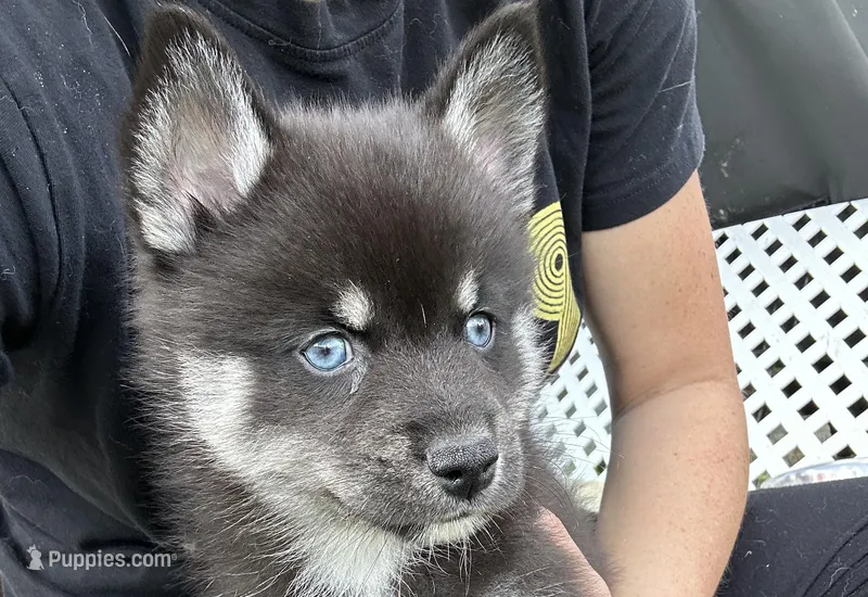 Fang Blue Eyed Mini Pomsky Boy – Siberian Husky, Pomsky puppy for sale in San Antonio, FL