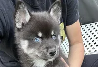 Fang Blue Eyed Mini Pomsky Boy, a male Siberian Husky and Pomsky for sale in San Antonio, FL – 1 of 10