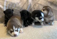 Fang, a female Pomsky for sale in San Antonio, FL – Photo 8 of 8