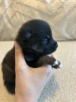 Fang, a female Pomsky for sale in San Antonio, FL – Photo 1 of 8