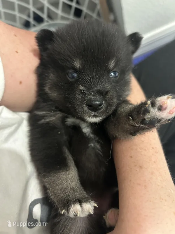 Fang Blue Eyed Mini Pomsky Boy – Pomsky puppy for sale in San Antonio, FL