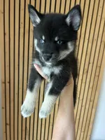 Fang Blue Eyed Mini Pomsky Boy, a male Siberian Husky and Pomsky for sale in San Antonio, FL – 4 of 10