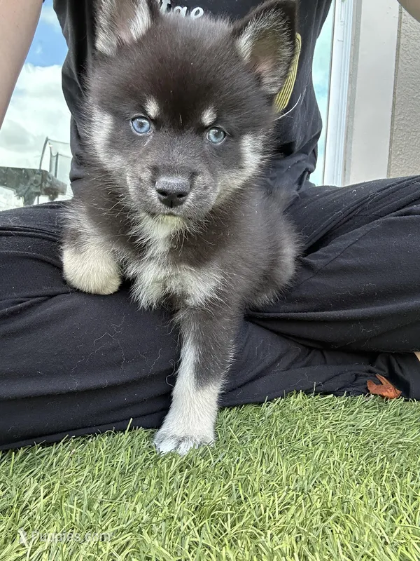 Fang Blue Eyed Mini Pomsky Boy – Pomsky puppy for sale in San Antonio, FL