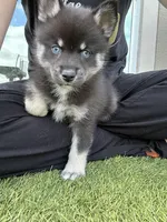 Fang Blue Eyed Mini Pomsky Boy, a male Siberian Husky and Pomsky for sale in San Antonio, FL – 6 of 10