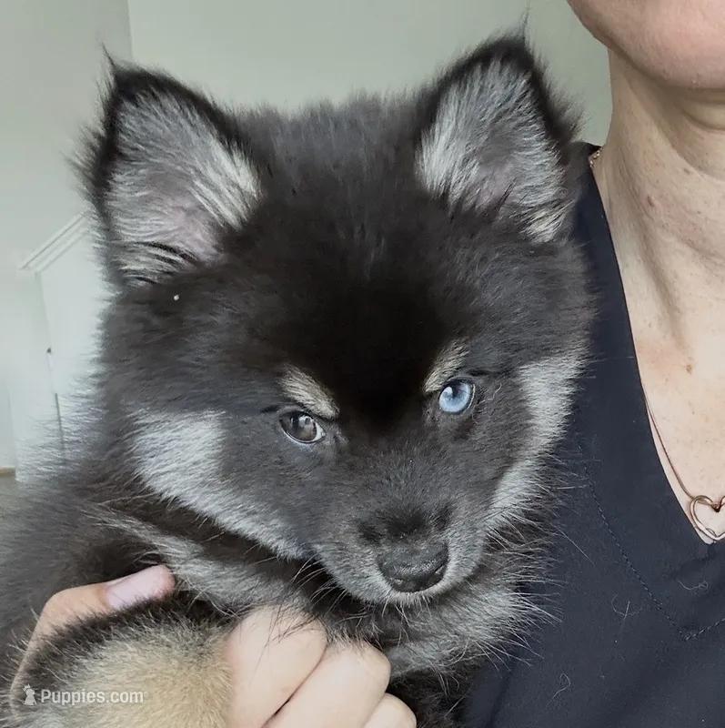Oreo Blue & Brown Eyed Toy/Mini/Micro Pomsky Boy – Siberian Husky, Pomsky puppy on hold in San Antonio, FL