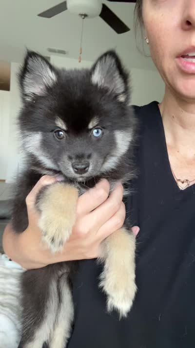 Oreo Blue & Brown Eyed Toy/Mini/Micro Pomsky Boy, a male Siberian Husky and Pomsky for sale in San Antonio, FL – 10 of 10