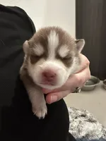 Pax Blue Eyed Mini Pomsky, a male Pomsky for sale in San Antonio, FL – Photo 8 of 8