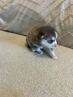 Pax, a male Pomsky for sale in San Antonio, FL – Photo 4 of 7