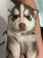 Pax Blue Eyed Mini Pomsky Boy, a male Pomsky for sale in San Antonio, FL – Photo 4 of 10