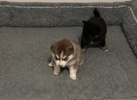 Pax Blue Eyed Mini Pomsky Boy, a male Pomsky for sale in San Antonio, FL – Photo 9 of 10