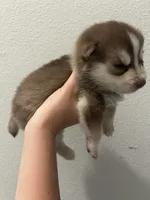 Pax Blue Eyed Mini Pomsky Boy, a male Pomsky for sale in San Antonio, FL – Photo 2 of 10