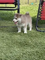 Pax Blue Eyed Mini Pomsky Boy, a male Siberian Husky and Pomsky for sale in San Antonio, FL – 9 of 10