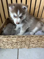 Pax Blue Eyed Mini Pomsky Boy, a male Siberian Husky and Pomsky for sale in San Antonio, FL – 8 of 10