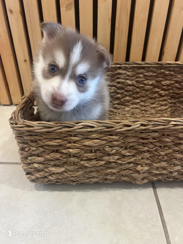 Pax Blue Eyed Mini Pomsky Boy – Pomsky puppy for sale in San Antonio, FL
