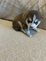 Pax, a male Pomsky for sale in San Antonio, FL – Photo 1 of 7