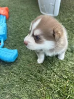 Pax Blue Eyed Mini Pomsky Boy, a male Pomsky for sale in San Antonio, FL – Photo 6 of 10