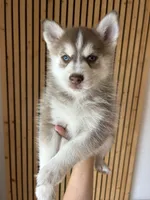 Pax Blue Eyed Mini Pomsky Boy, a male Siberian Husky and Pomsky for sale in San Antonio, FL – 3 of 10