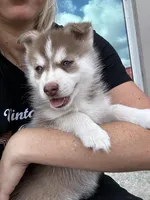 Pax Blue Eyed Mini Pomsky Boy, a male Siberian Husky and Pomsky for sale in San Antonio, FL – 5 of 10
