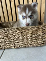 Pax Blue Eyed Mini Pomsky Boy, a male Siberian Husky and Pomsky for sale in San Antonio, FL – 7 of 10