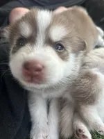 Pax Blue Eyed Mini Pomsky Boy, a male Pomsky for sale in San Antonio, FL – Photo 10 of 10