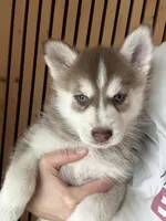 Pax Blue Eyed Mini Pomsky Boy, a male Siberian Husky and Pomsky for sale in San Antonio, FL – 4 of 10