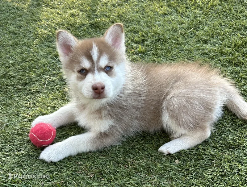 Pax Blue Eyed Mini Pomsky Boy – Siberian Husky, Pomsky puppy for sale in San Antonio, FL