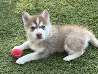 Pax Blue Eyed Mini Pomsky Boy, a male Siberian Husky and Pomsky for sale in San Antonio, FL – 1 of 10