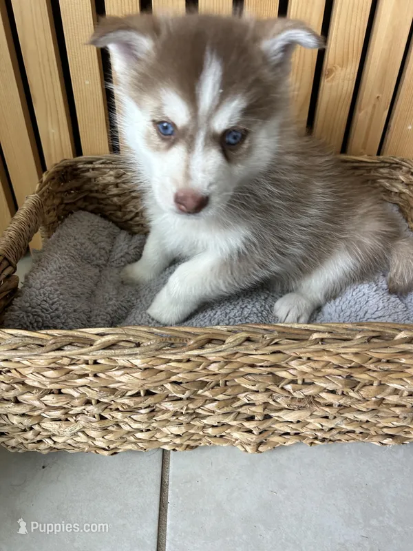 Pax Blue Eyed Mini Pomsky Boy – Pomsky puppy for sale in San Antonio, FL