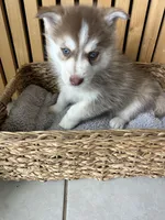 Pax Blue Eyed Mini Pomsky Boy, a male Siberian Husky and Pomsky for sale in San Antonio, FL – 6 of 10