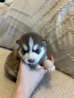 Pax, a male Pomsky for sale in San Antonio, FL – Photo 2 of 7