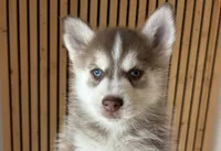 Pax Blue Eyed Mini Pomsky Boy, a male Siberian Husky and Pomsky for sale in San Antonio, FL – 2 of 10