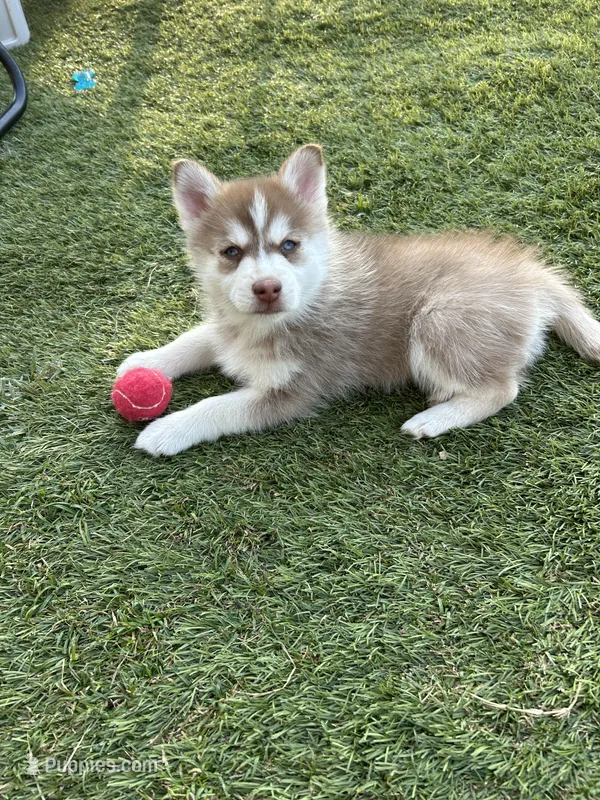 Pax Blue Eyed Mini Pomsky Boy – Pomsky puppy for sale in San Antonio, FL