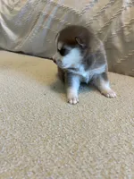 Pax, a male Pomsky for sale in San Antonio, FL – Photo 5 of 7