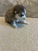 Pax, a male Pomsky for sale in San Antonio, FL – Photo 6 of 7