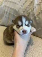 Pax, a male Pomsky for sale in San Antonio, FL – Photo 3 of 7