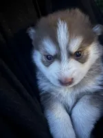 Pax Blue Eyed Mini Pomsky Boy, a male Pomsky for sale in San Antonio, FL – Photo 3 of 10