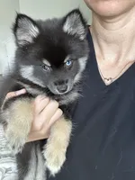 Oreo Blue & Brown Eyed Toy/Mini/Micro Pomsky Boy, a male Siberian Husky and Pomsky for sale in San Antonio, FL – 2 of 10