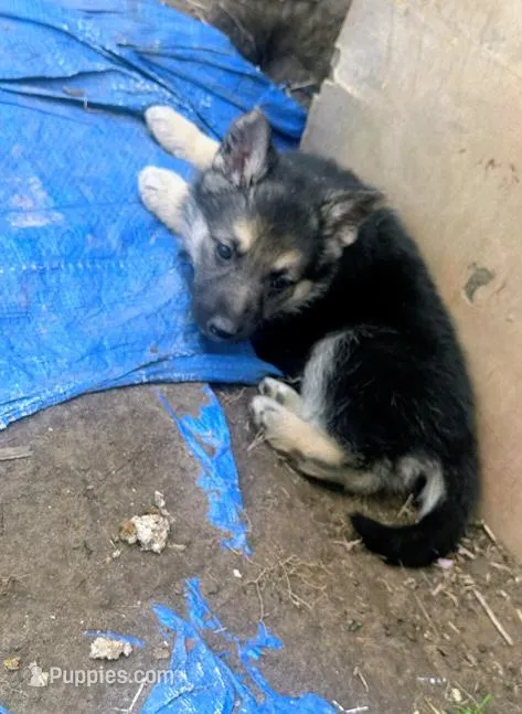 Tyson – German Shepherd Dog puppy for sale in Peoria, IL