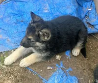 Tyson, a male German Shepherd Dog for sale in Peoria, IL – Photo 2 of 2