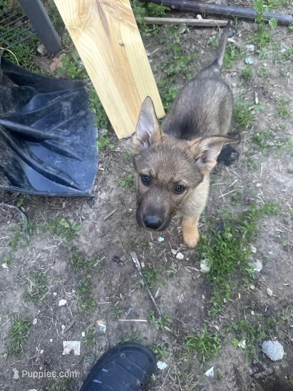 Coco – German Shepherd Dog puppy for sale in Peoria, IL