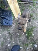 Coco, a female German Shepherd Dog for sale in Peoria, IL – Photo 1 of 3