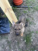 Coco, a female German Shepherd Dog for sale in Peoria, IL – Photo 2 of 3