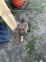 Coco, a female German Shepherd Dog for sale in Peoria, IL – Photo 3 of 3