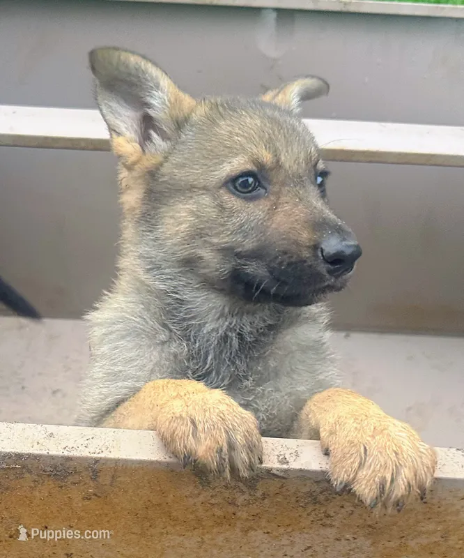 Coco – German Shepherd Dog puppy for sale in Peoria, IL