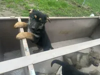 Princess, a female German Shepherd Dog for sale in Peoria, IL – Photo 1 of 2