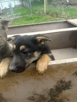 Princess, a female German Shepherd Dog for sale in Peoria, IL – Photo 2 of 2